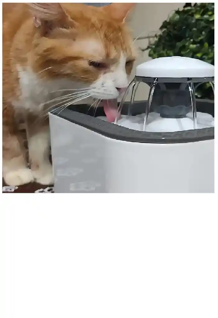Bebedero Para Mascotas, Fuente Automática De Agua Para Gatos Y Perros, Color Blanco, 110 V/220 V