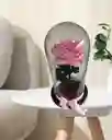 Flor Rosa Preservada Rosada Baby