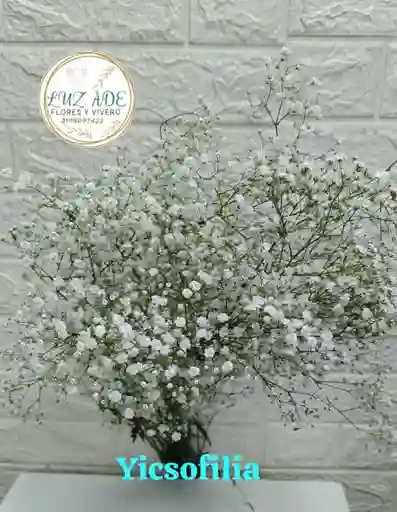 Yisofilia O Nube Blanca Por Paquete