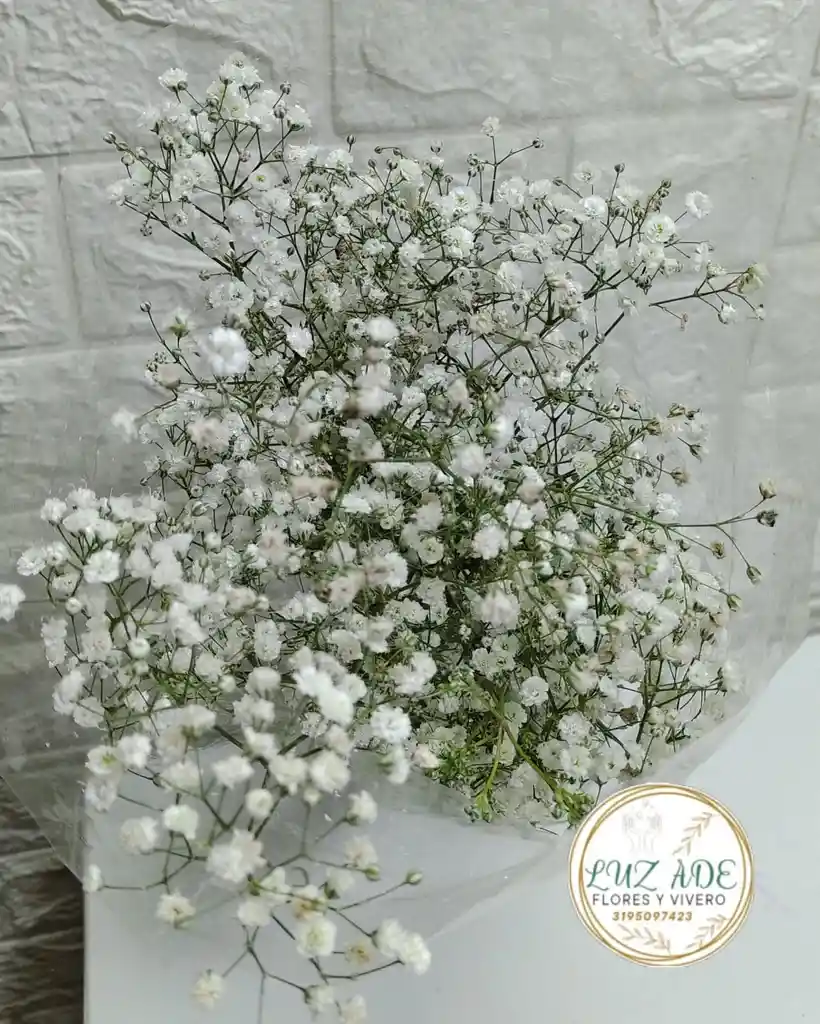 Yisofilia O Nube Blanca Por Paquete