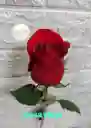 Rosa Natural Individual Roja