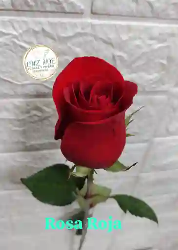 Rosa Natural Individual Roja