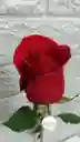 Rosa Natural Individual Roja