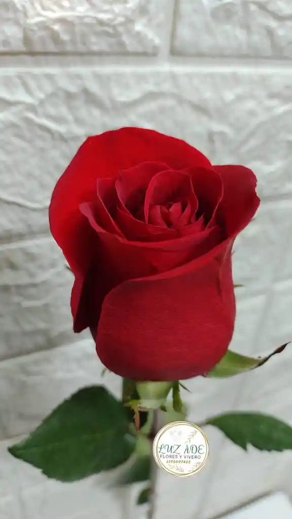 Rosa Natural Individual Roja