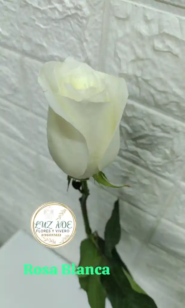 Rosa Natural Blanca Por Unidad