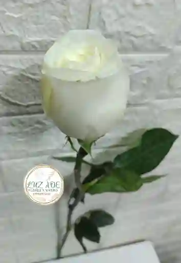 Rosa Natural Blanca Por Unidad