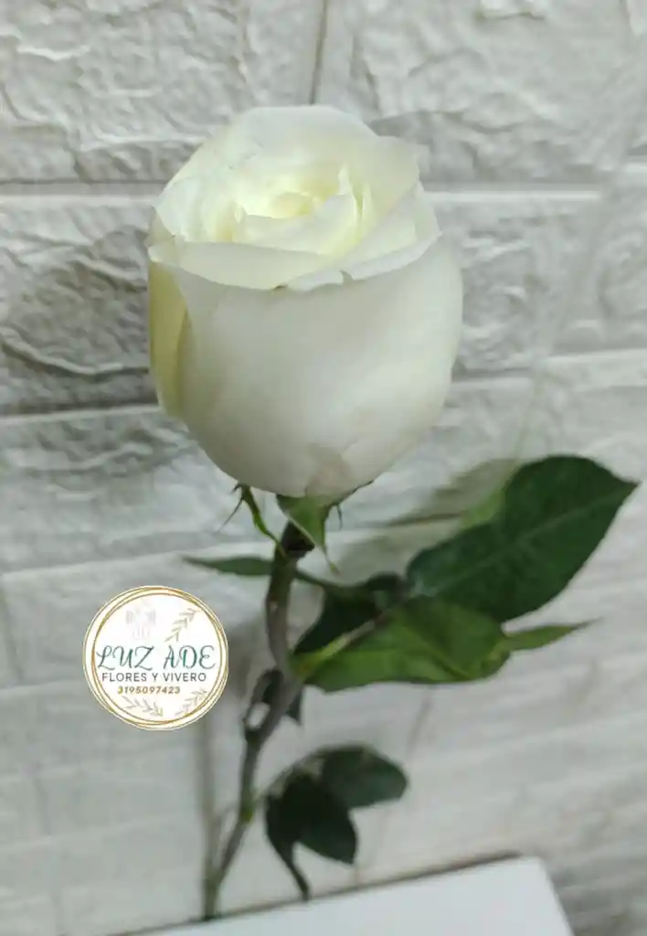 Rosa Natural Blanca Por Unidad