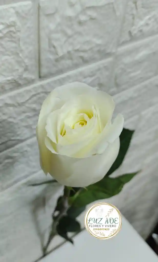 Rosa Natural Blanca Por Unidad