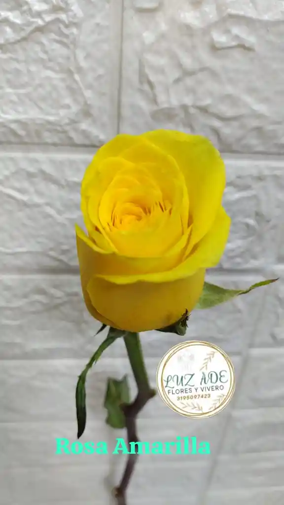 Rosa Amarilla Natural Individual