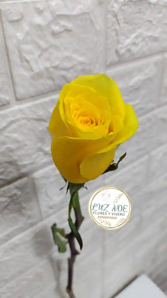 Rosa Amarilla Natural Individual