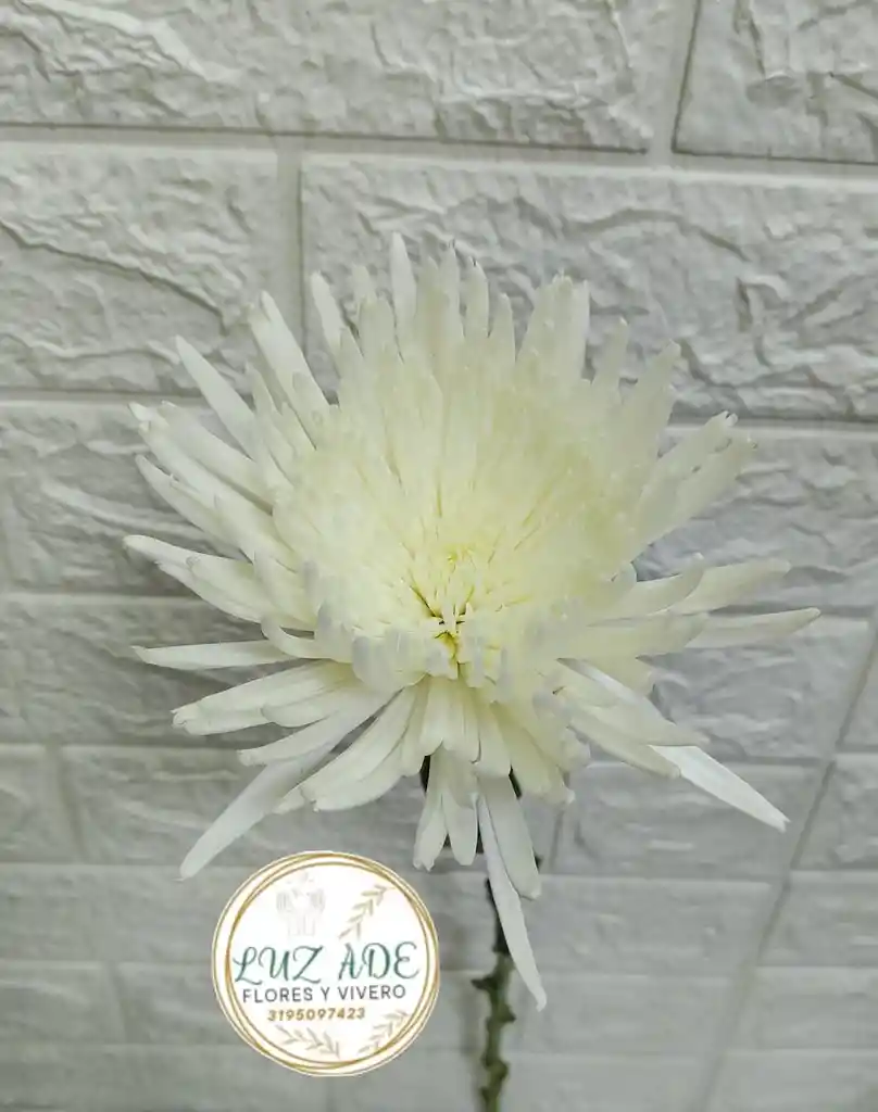 Flor Natural Fulli Por Unidad