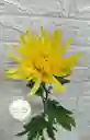 Flor Natural Fulli Por Unidad