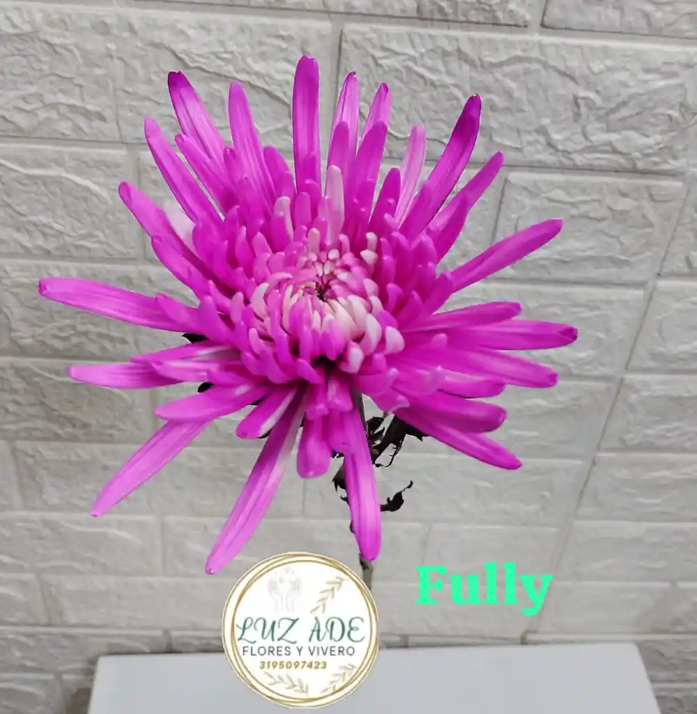 Flor Natural Fulli Por Unidad