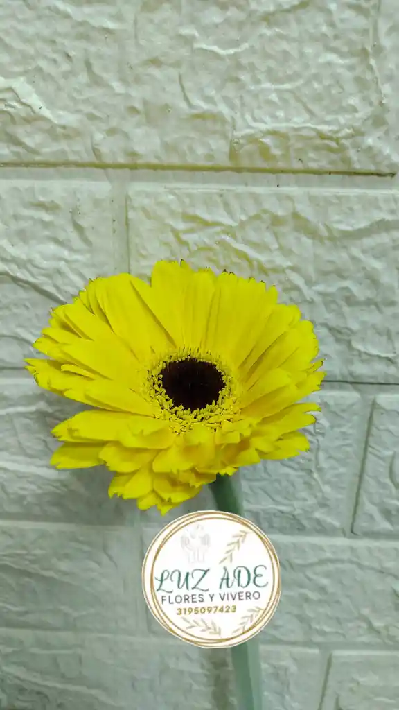 Gerbera Natural Amarillas Por Unidad