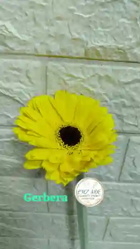 Gerbera Natural Amarillas Por Unidad