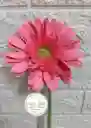 Flor Gerbera Natural En Color Rosa