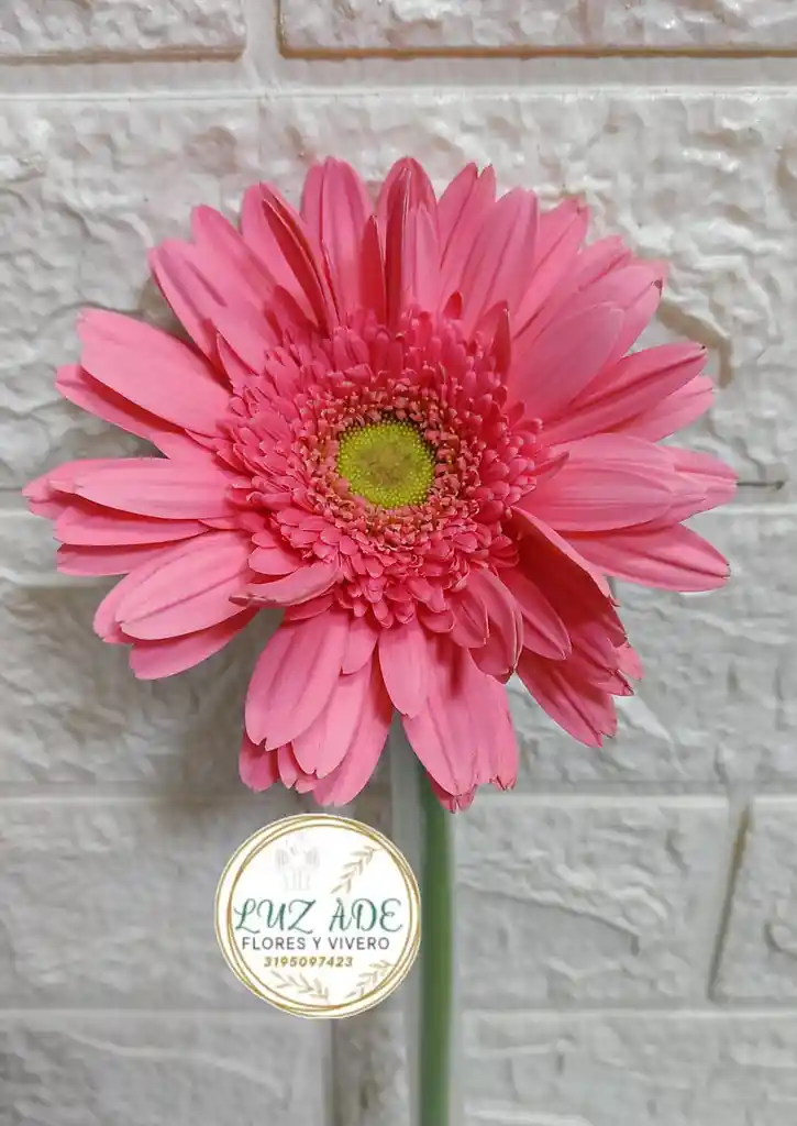 Flor Gerbera Natural En Color Rosa