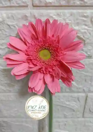 Flor Gerbera Natural En Color Rosa