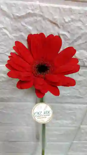 Gerbera Natural En Color Rojo O Naranja