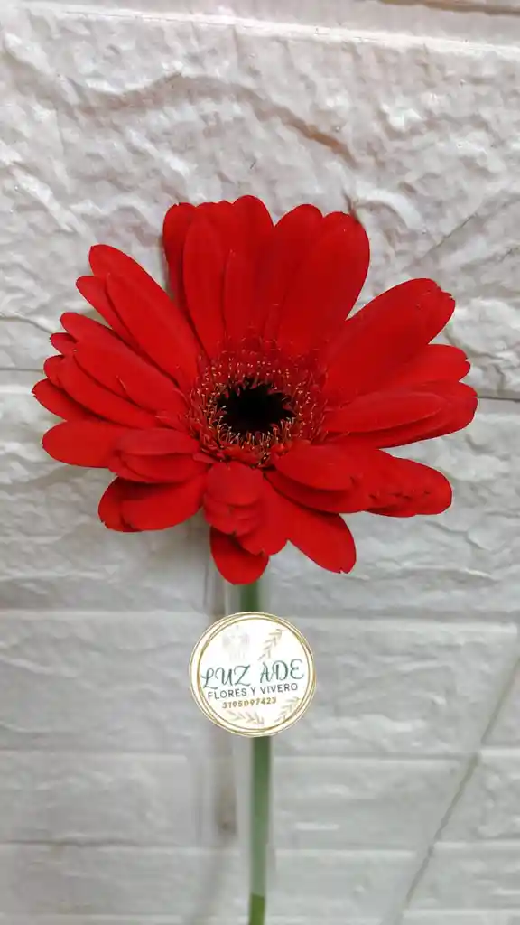Gerbera Natural En Color Rojo O Naranja