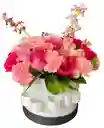 Encanto Rosado
