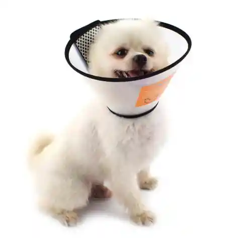 Collar Isabelino Transparente # 2 (41 - 48 Cm)