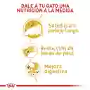 Royal Canin Feline Breed Nutrition Persian Adult - 400 Gr