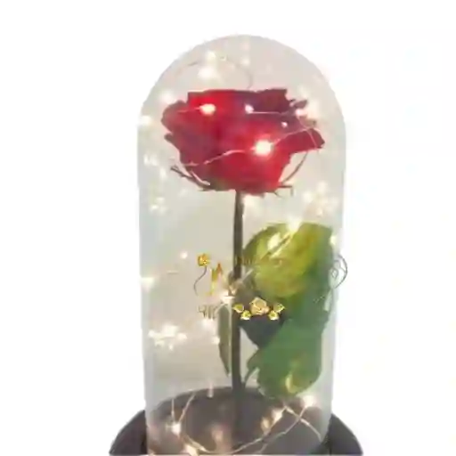 Rosas Preservada