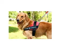 Arnes Para Perros Antitirones - Pa70s