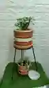 Combo Por 4 De Planta Interior Mas Base Mediana Mas Matera Y Plato