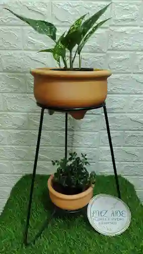 Combo Por 4 De Planta Interior Mas Base Mediana Mas Matera Y Plato