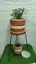 Oferta De Base De Hierro Mas Matera ,mas Planta De Interior Y Plato