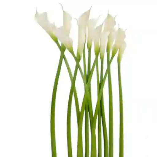 Cartuchos X12 Flores