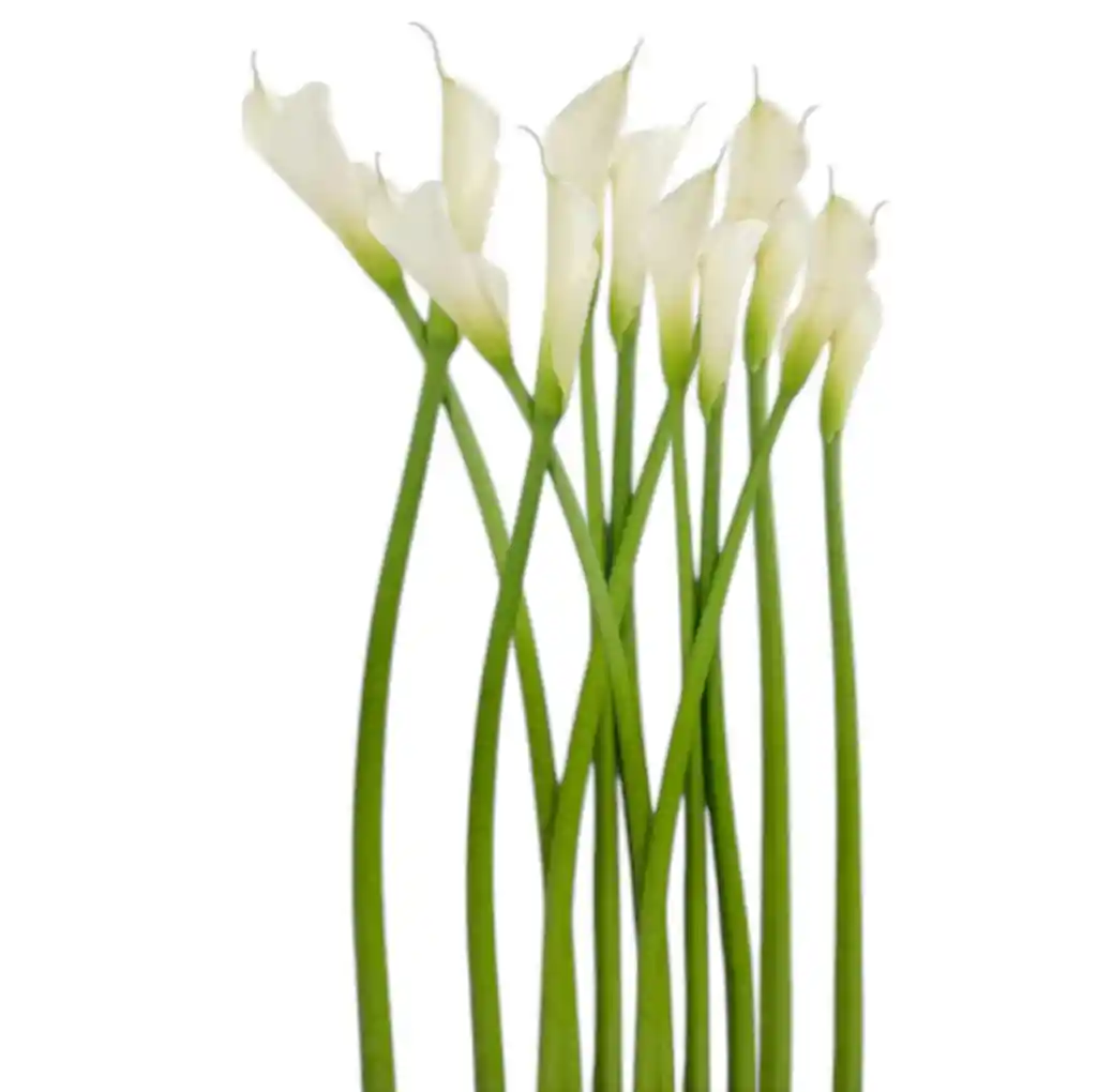 Cartuchos X12 Flores