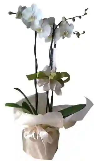 Planta Orquídea Blanca Phalenopis