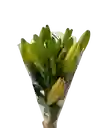 Lirio Naranja