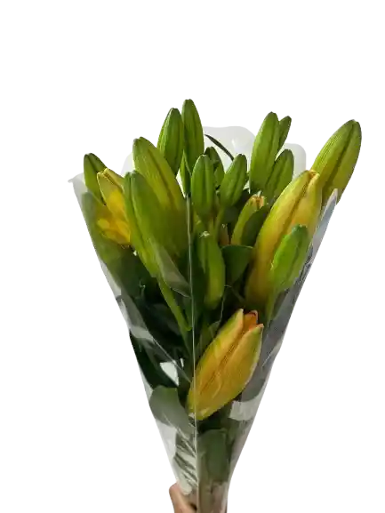 Lirio Naranja