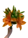 Lirio Naranja