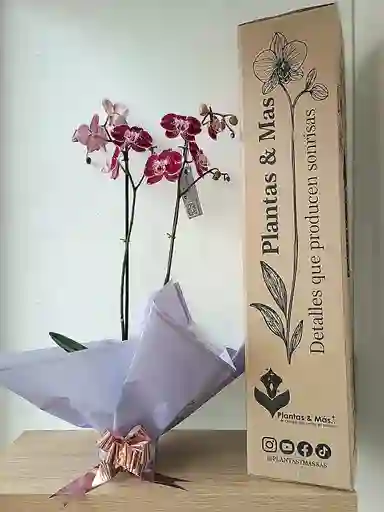 Orquidea Morada Con Extremos Blancos X2 Tallos