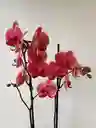 Orquidea Salmon Oscuro X2 Tallos