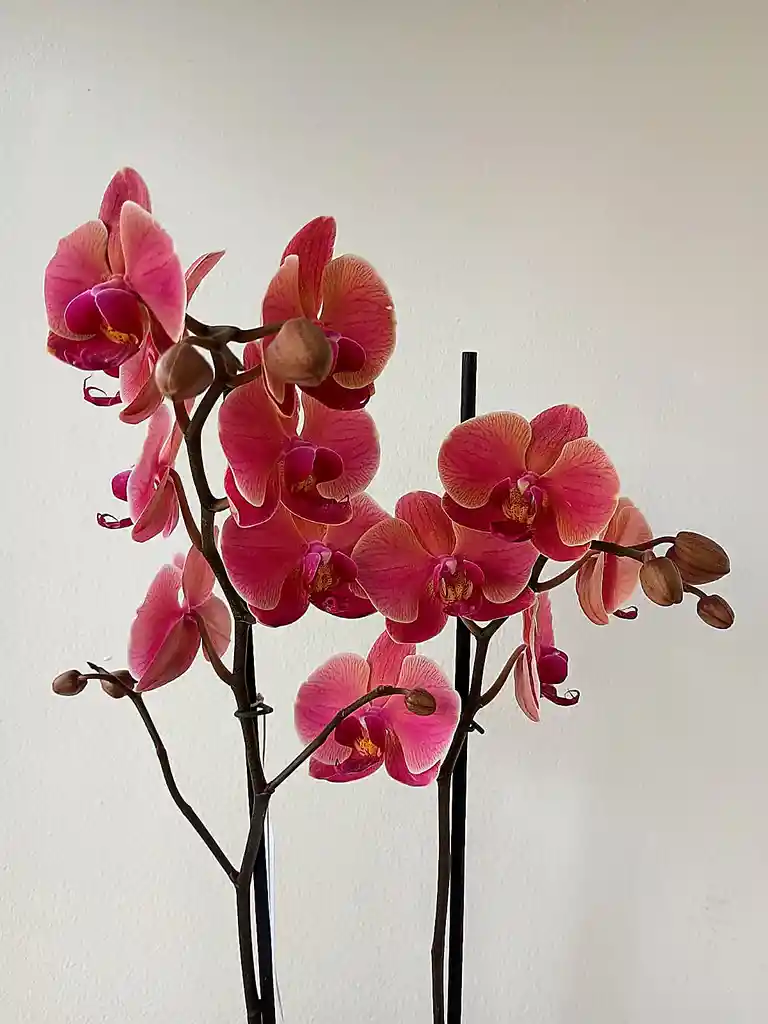 Orquidea Salmon Oscuro X2 Tallos