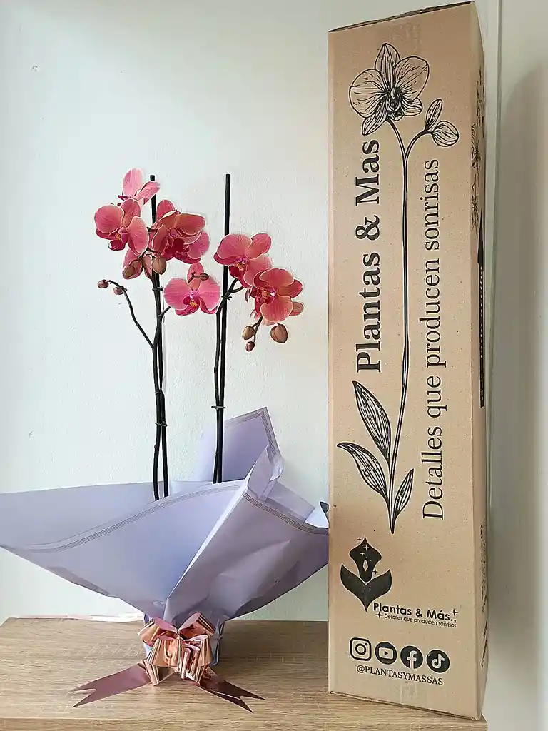 Orquidea Salmon Oscuro X2 Tallos