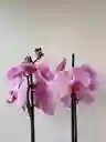 Orquidea Lavanda X2 Tallos