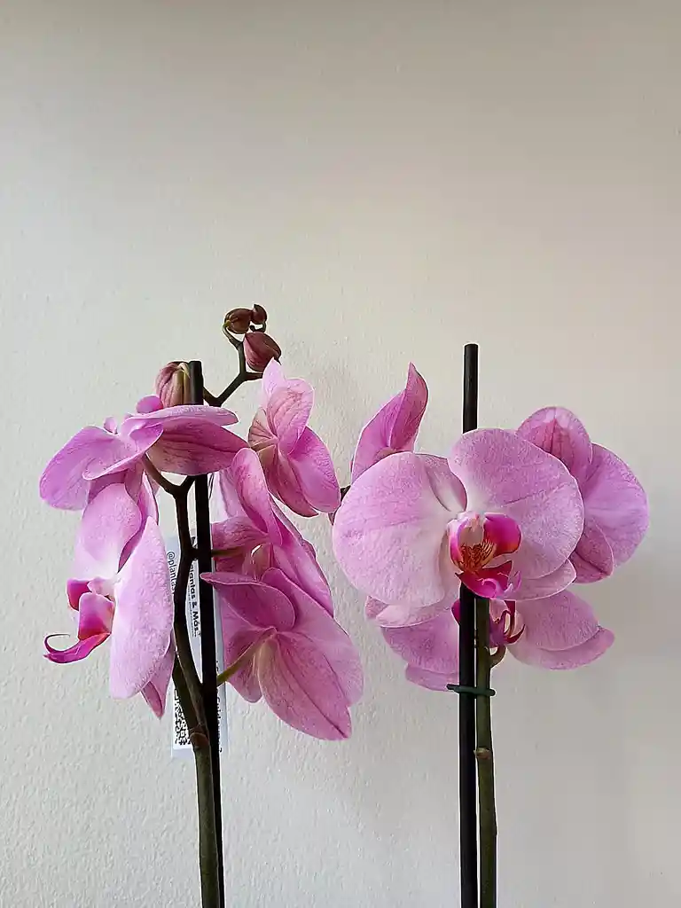 Orquidea Lavanda X2 Tallos