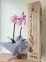 Orquidea Lavanda X2 Tallos