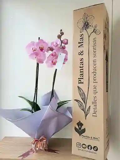 Orquidea Lavanda X2 Tallos