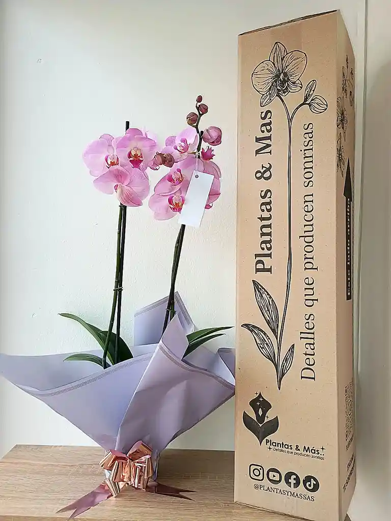Orquidea Lavanda X2 Tallos