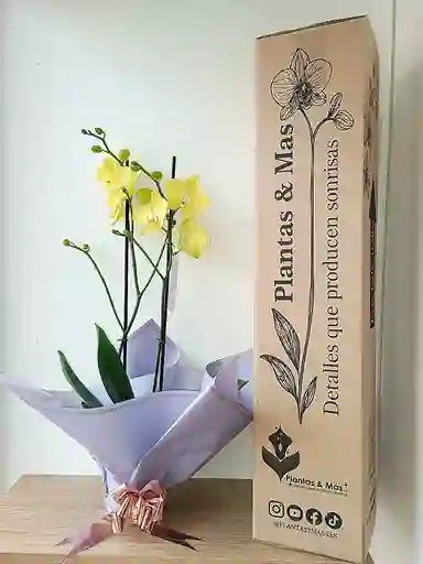 Orquídea Amarilla Suave X2 Tallos