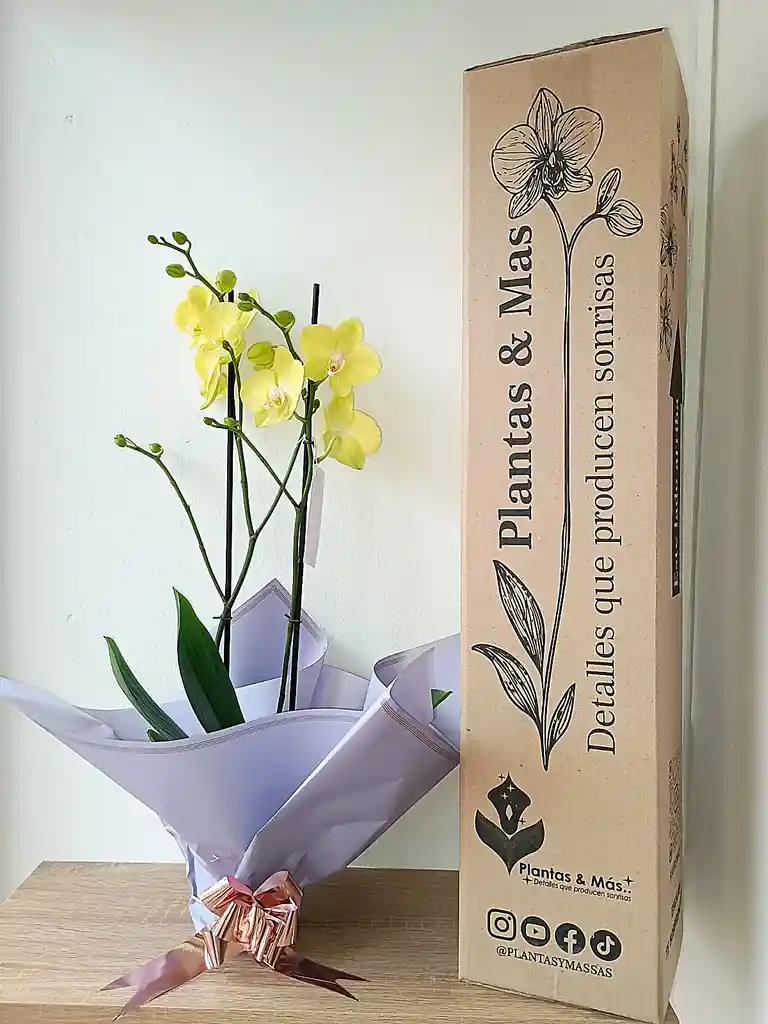 Orquídea Amarilla Suave X2 Tallos