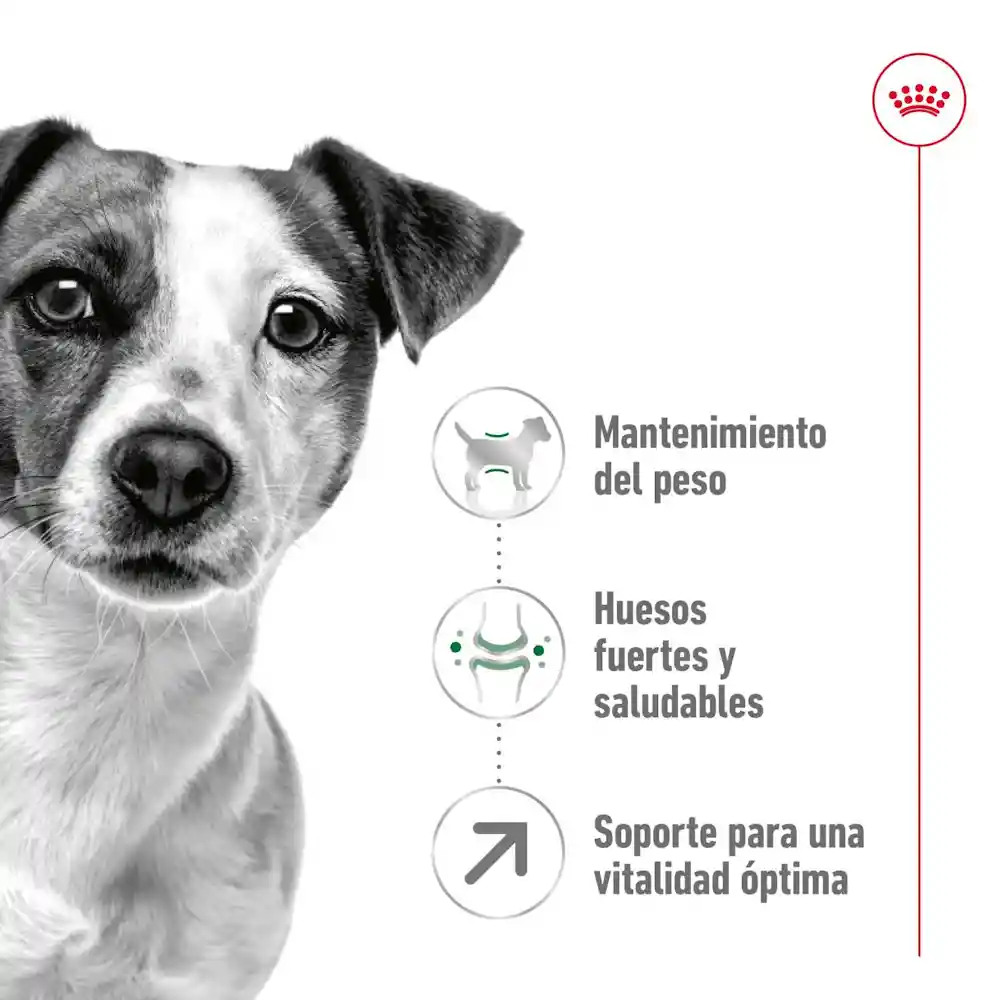 Royal Canin Mini Adult Size X 800gr